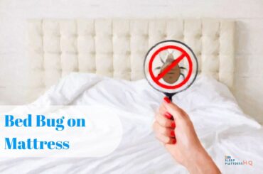 Bed Bug on Mattress