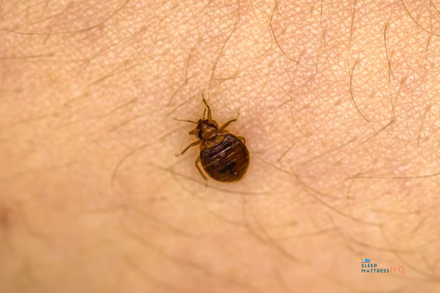 bed bug on the skin