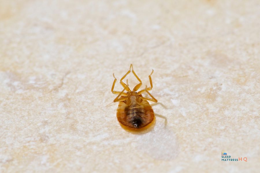 bed bug upside down after killed