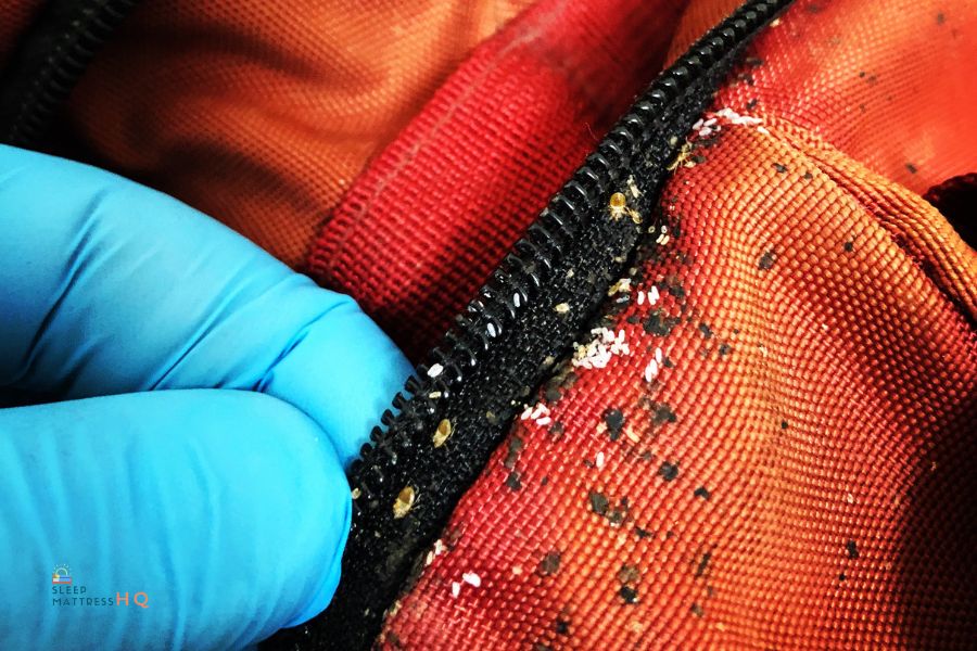 How to Get Rid of Bed Bugs on the Mattress (2024)