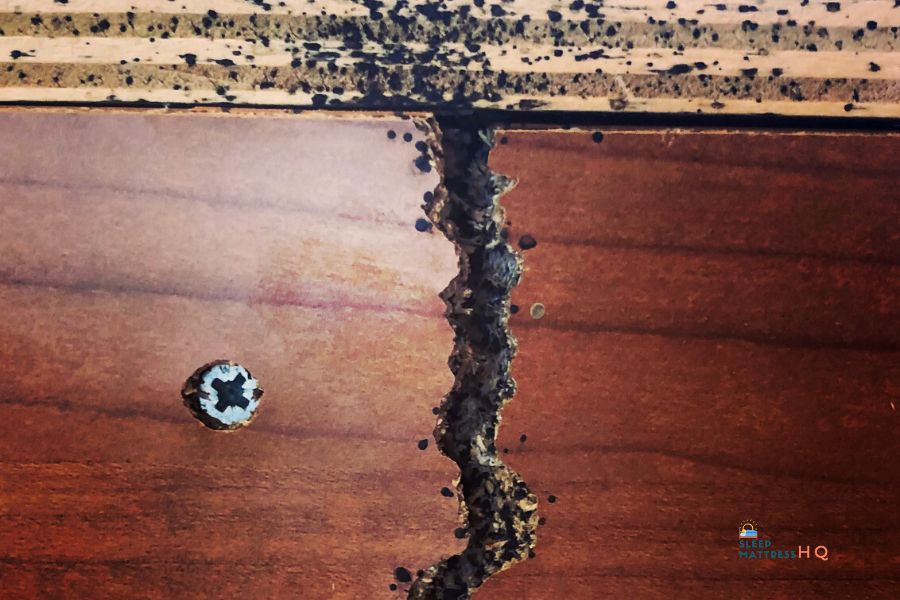 How to Get Rid of Bed Bugs on the Mattress (2024)