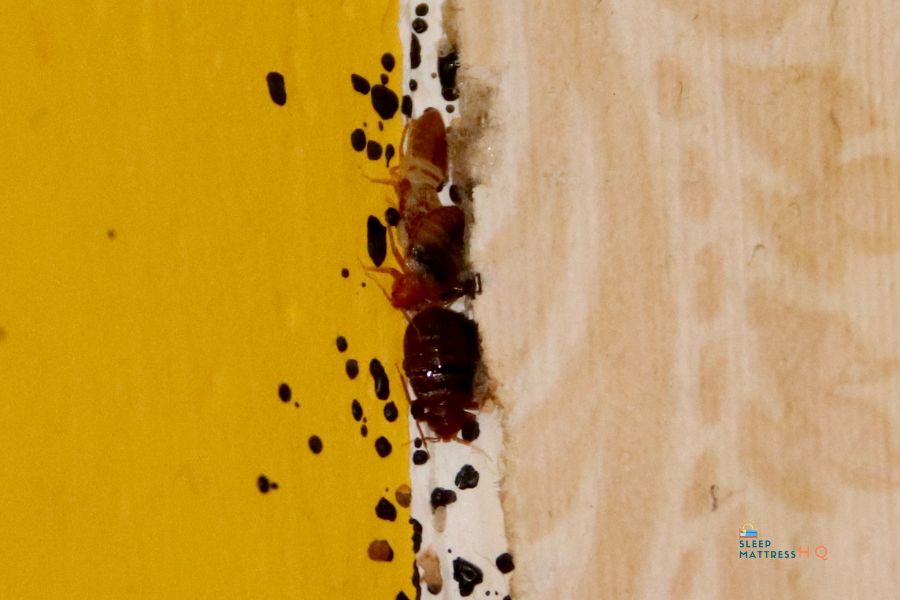 How to Get Rid of Bed Bugs on the Mattress (2024)